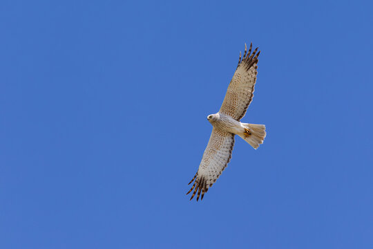adult male eastern marsh harrier (circus spilonotus) in flight, found in eastern Mongolia in Dornod Aimag