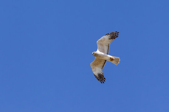 adult male eastern marsh harrier (circus spilonotus) in flight, found in eastern Mongolia in Dornod Aimag