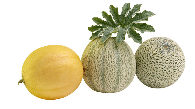 Isolated three fresh ripe melons, yellow honeydew and two green cantaloupes with leaves