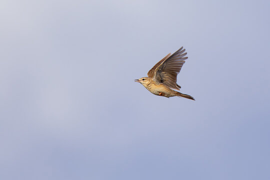 singing blyth's pipit (anthus godlewskii) inf light, found in eastern Mongolia in Dornod Aimag