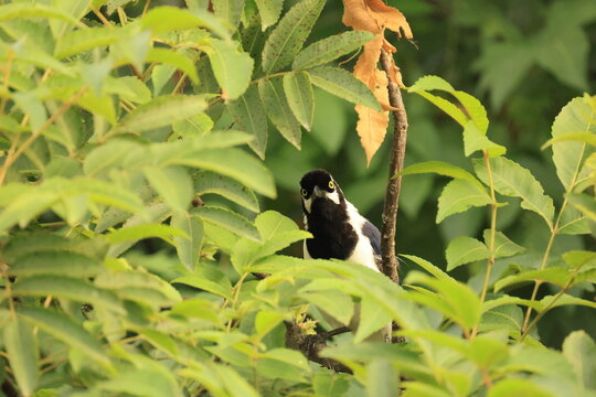 The white-tailed jay (Cyanocorax mystacalis), also known as the moustached jay, is a species of bird in the crow family Corvidae. It is found in Ecuador and Peru. 