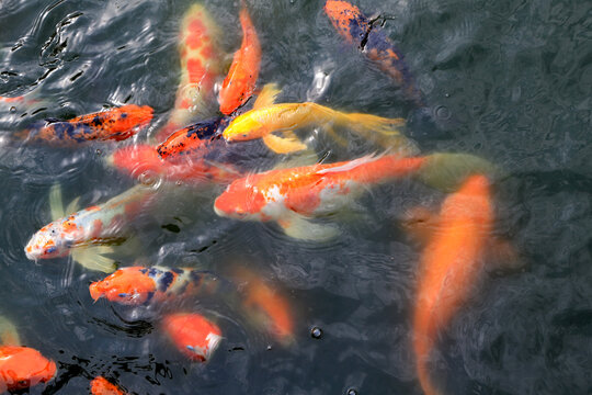 Group of colorful koi fish swimming in pond