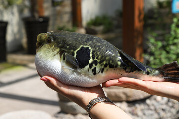 Hands holding bloated patterned pufferfish © Lijuan