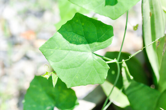 Coccinia grandis L Voigt, Ivy gourd or  Malabar spinach or Scarlet Gourd