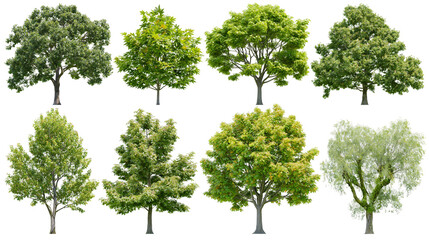 Isolated set of various green deciduous trees with lush foliage, showcasing different shapes and sizes. © Diego