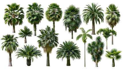 Isolated diverse tropical palm trees and exotic plants with lush green foliage © Diego