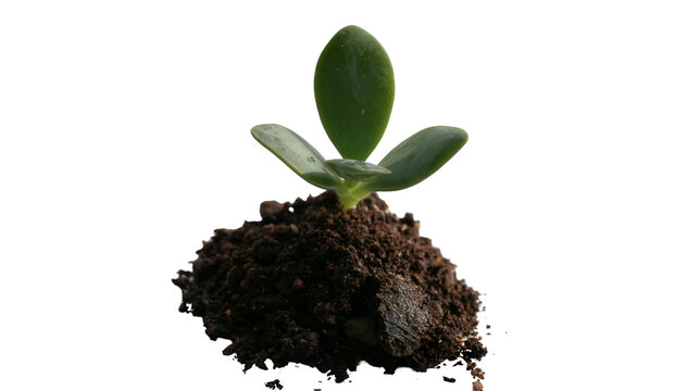 Isolated young green succulent plant sprout growing in a small heap of dark soil