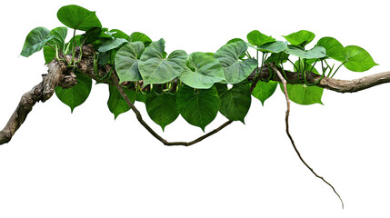 Isolated tropical jungle vine with lush green leaves growing on a textured weathered tree branch © Diego