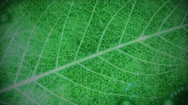 Macro Close Up of Green Leaf Veins and Cellular Structure Loop