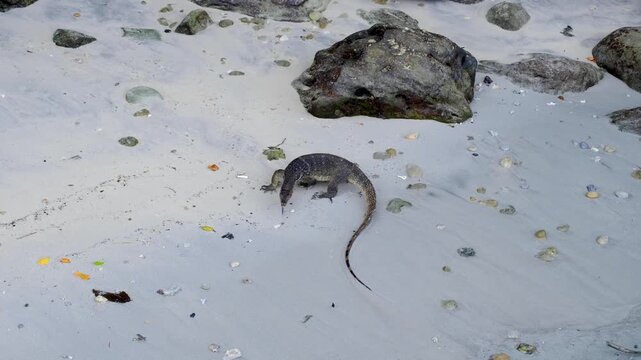Asian water monitor lizard reptile with blue tongue walking on sand beach in Pulau Weh, Aceh Indonesia