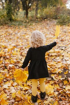 Child walking through autumn leaves holding maples
