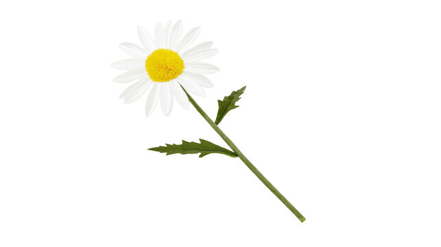 Isolated fresh daisy flower with green stem and leaves, vibrant yellow center