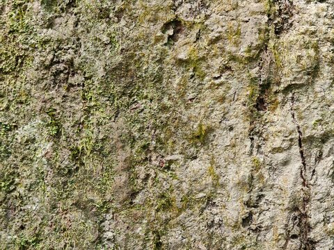 A detailed close-up photograph capturing the natural rough texture and weathered surface of tree bark covered with patchy green moss, located in a natural landscape in Indonesia.