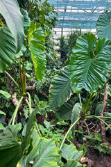 Large green tropical leaves grow in a botanical garden greenhouse with a glass ceiling background © ir1ska
