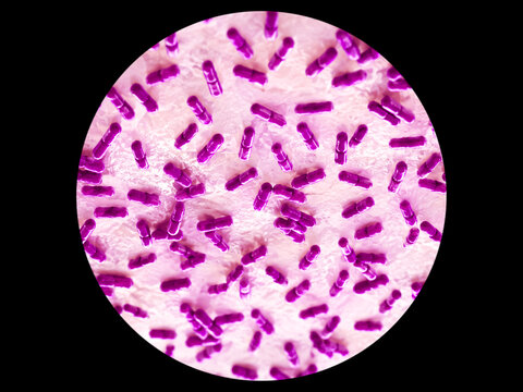 Microscopic view of gram stain showing rod shape Escherichia coli or E. coli bacteria. 3D illustration