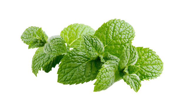 Isolated sprig of fresh green mint leaves, fragrant herb for cooking, drinks, and aromatherapy