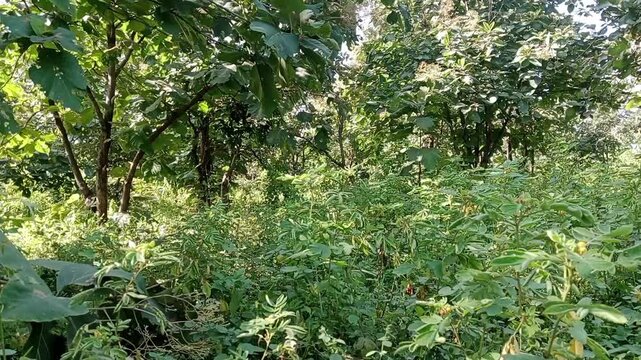 Dense green teak wood trees and wild bushes growing along rural village roadside landscape India
