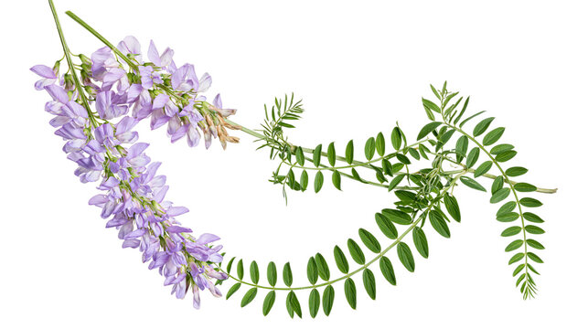 Isolated common vetch plant with blooming purple flowers and green foliage arranged gracefully