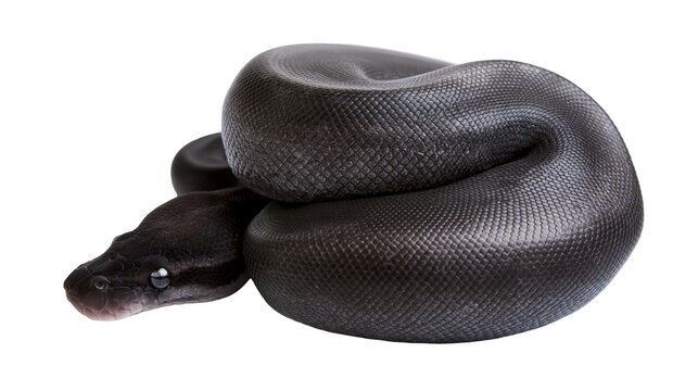 Isolated exotic black python snake with intricate dark scales in a tightly coiled position