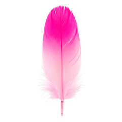Vibrant pink feather detail isolated on transparent background © Md