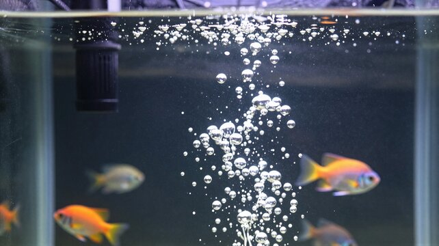 Aquarium Water Bubbles with Tropical Fish