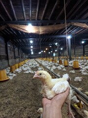 young broiler chicken held inside a commercial poultry farm © Aulady 