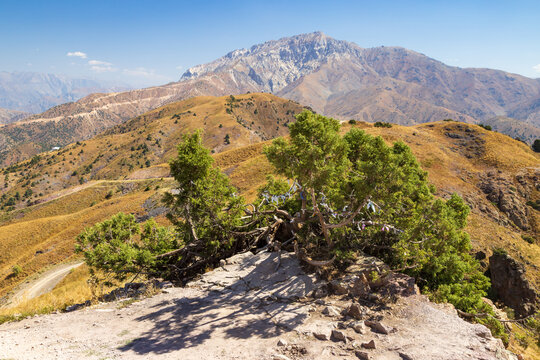 A "wish tree" in the Chatkal Mountain Range, Uzbekistan. People tie ribbons to this juniper to ask for blessings, a reflection of ancient Tengrist beliefs