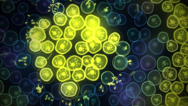 Microscopic view of cellular infection and bacterial division animation loop