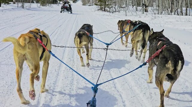 Yukon dog sledding adventure from the rider's view follows working huskies through snowy forest, with packed tracks, deep drifts, evergreen trees, and a snowmobile guide ahead in daylight.