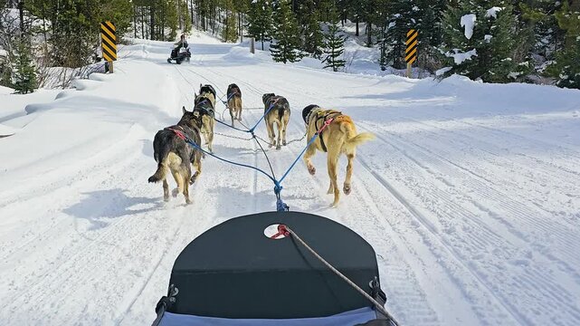 Wyoming winter adventure features a husky team racing along packed forest trails behind a guide, with the dogsled visible, fresh snow, tall pines, and quiet backcountry scenery in daylight.