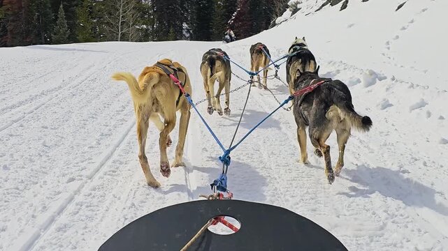 Winter dogsledding in Yukon Territory shows a harnessed husky team pulling through packed snow from the passenger's view, surrounded by remote forest and clear northern daylight outdoors.