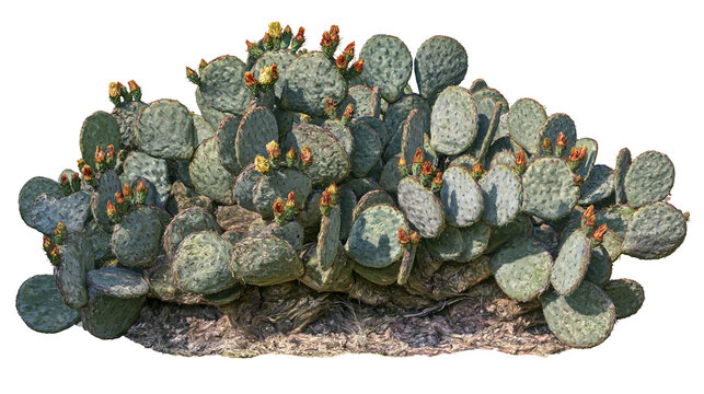 Isolated sprawling prickly pear cactus with many pads and beautiful yellow-orange blossoms.