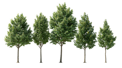 Isolated row of five young deciduous trees with vibrant green foliage and slim trunks for landscape design © Ciara