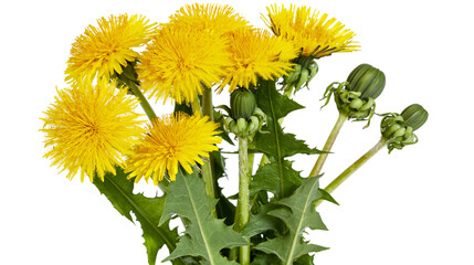 Isolated vibrant yellow dandelions with fresh green leaves and closed buds, nature springtime bloom. © Ciara