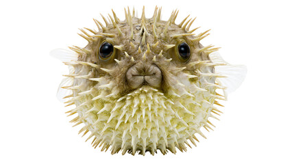 Isolated pufferfish, inflated and spiky, a fascinating marine animal showcasing its defense © Ciara