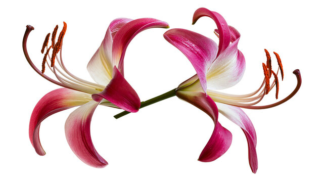 Isolated vibrant pink and white tropical flowers with elegant petals and prominent stamens