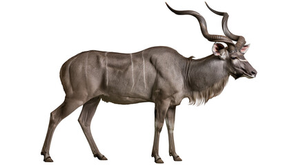 Isolated male kudu antelope with impressive spiraled horns standing majestically in full profile © David