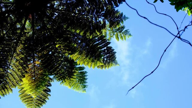 Looking up at New Zealand cabbage tree tī kōuka in forest with passing clouds and blue sky in NZ Aotearoa