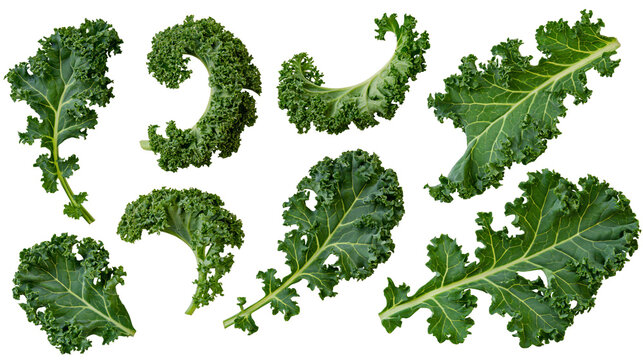 Isolated fresh vibrant green organic raw curly kale leaves healthy superfood vegetable nutrition.