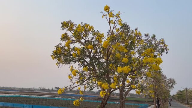 Yellow Tabebuia Tree in Full Bloom Against Clear Sky