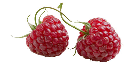 Isolated fresh ripe red raspberries with green stems and leaves, healthy sweet berry fruit © Ciara