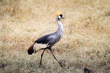 Obraz premium Grey crowned crane strutting across yellow grass in the African savannah