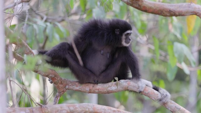 White-handed gibbon or Lar gibbon (Hylobates lar) black morph perched on tree branch looking around in natural rainforest