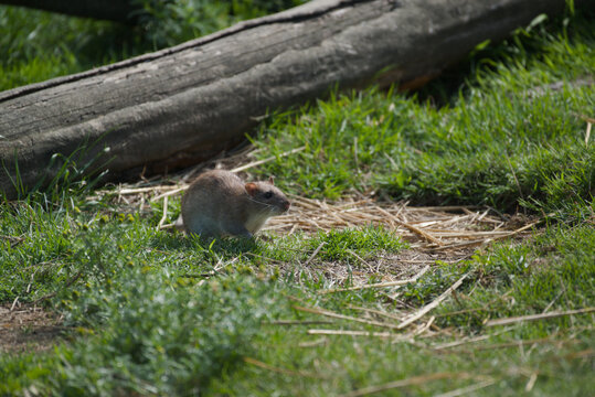 Wild brown rat searching for food in grass with scattered straw next to a fallen log. Sunny day, wildlife close-up.