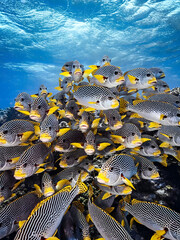 marine life concept © Yuliyanto