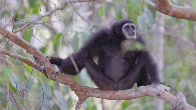 White-handed gibbon or Lar gibbon (Hylobates lar) black morph perched on tree branch looking around in natural rainforest