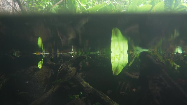 Green aquatic plants growing above and below water level in freshwater tank.