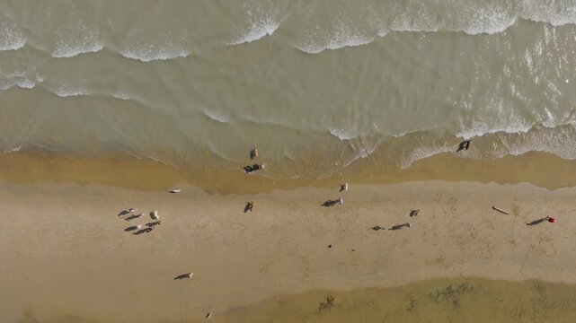 Aerial Drone view of Hawaiian monk seals resting on golden sand along shoreline at Poipu Beach Kauai Hawaii. Gentle ocean waves wash ashore around resting seals.