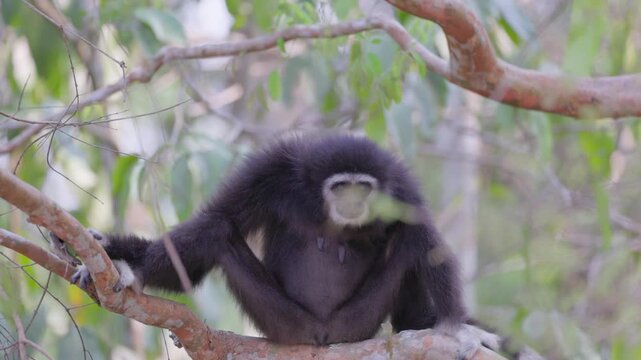 White-handed gibbon or Lar gibbon (Hylobates lar) black morph perched on tree branch looking around in natural rainforest