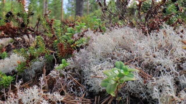 Ground level view of moss and small green plants growing on forest floor with pine needles.
